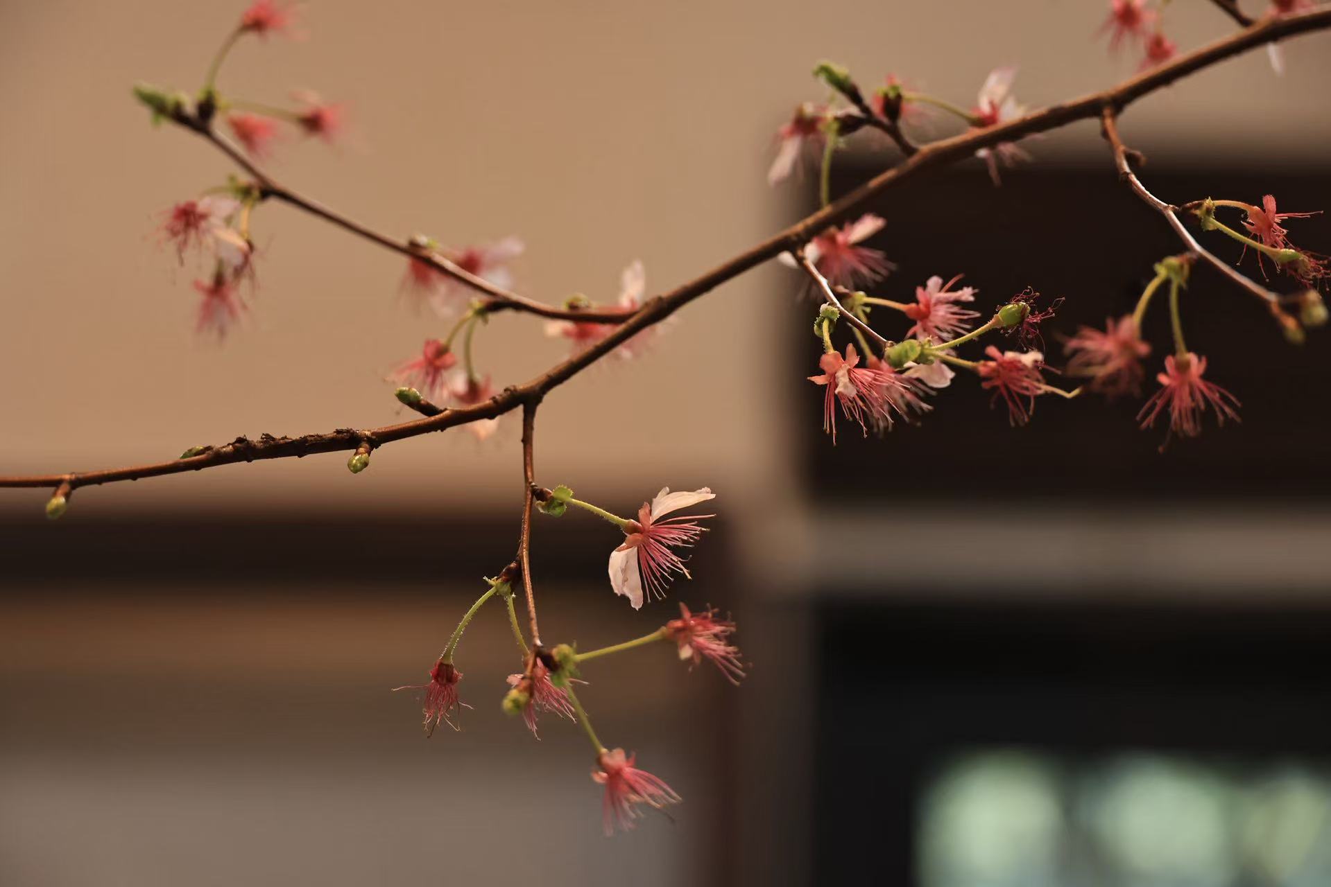 十里芳菲