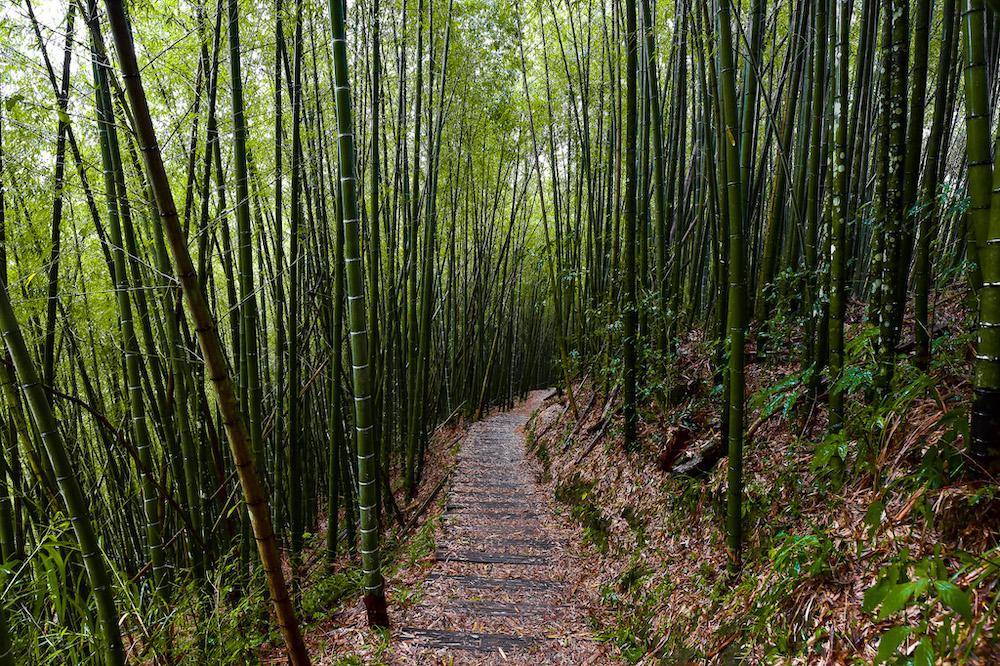Fenrui Historic Trail - Hiking in Taiwan - Parkbus Taiwan - Alishan
