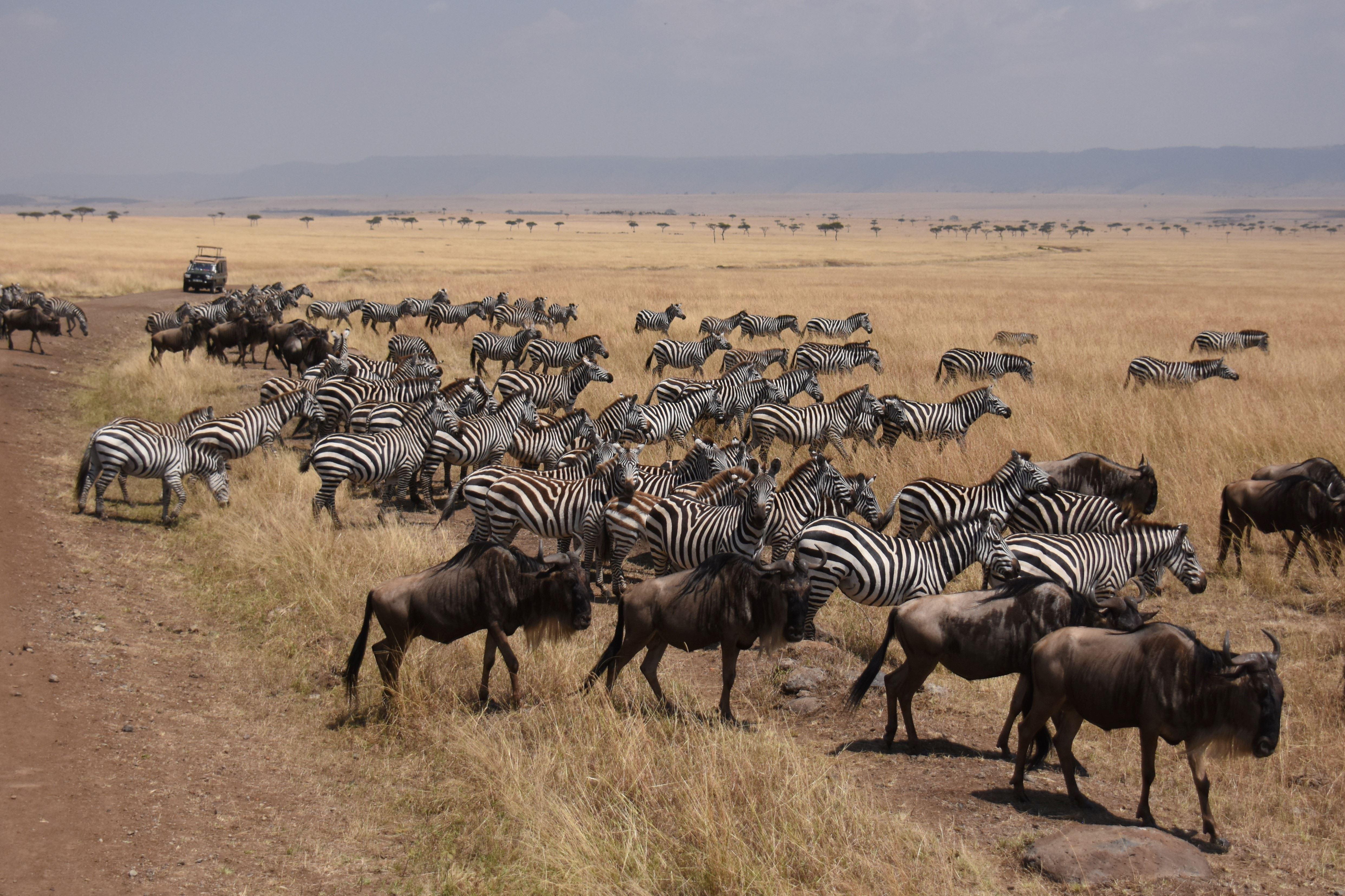 東非自然奇觀之旅| 有行旅｜聯合報
