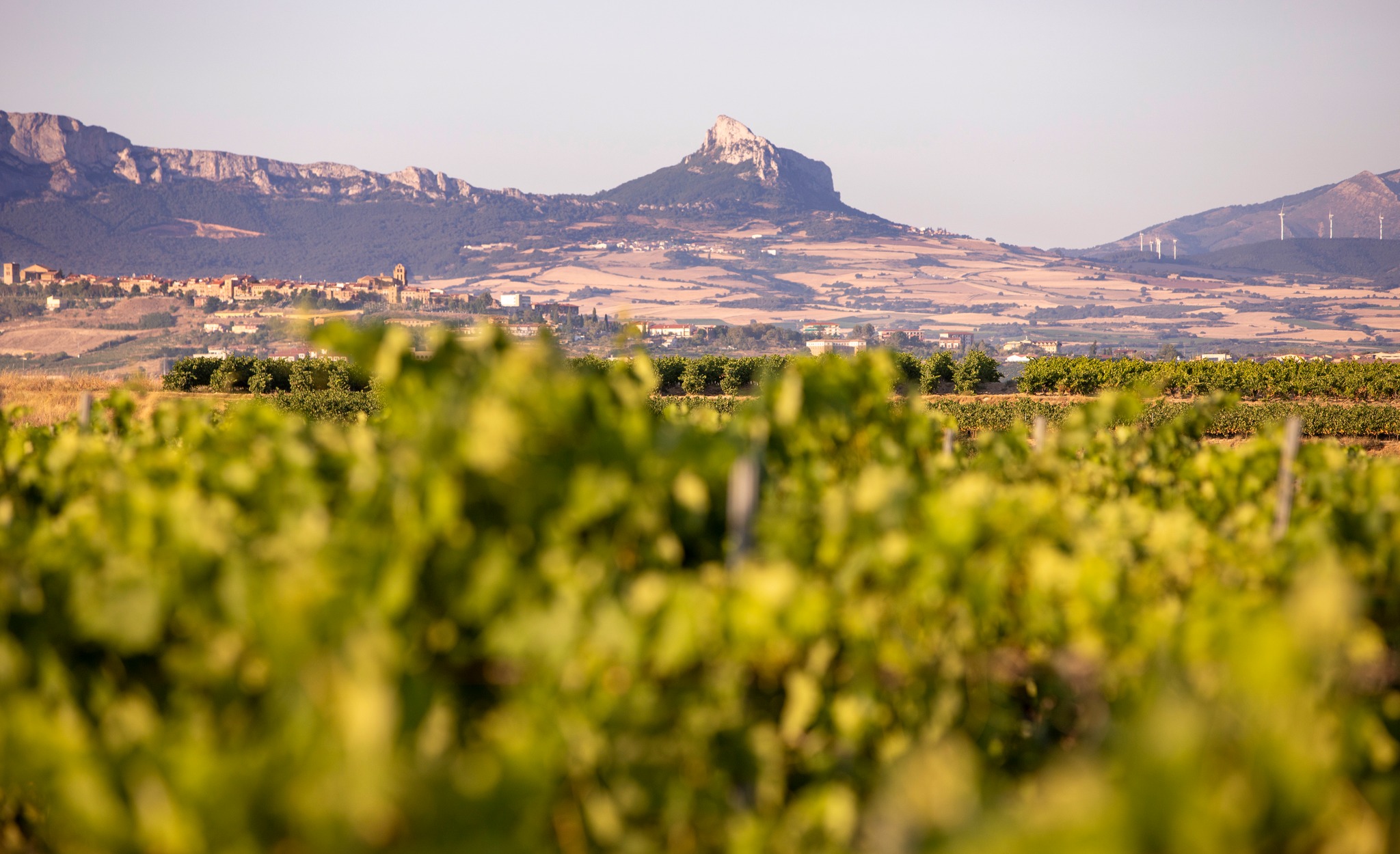 Marqués de Riscal named second best vineyard in the world and the first in Europe - Wines with character from Rioja, Rueda, Castilla León, Getaria