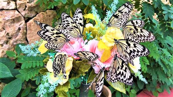 海邦旅行社 琉宮城蝴蝶園 Oka01ticket 09