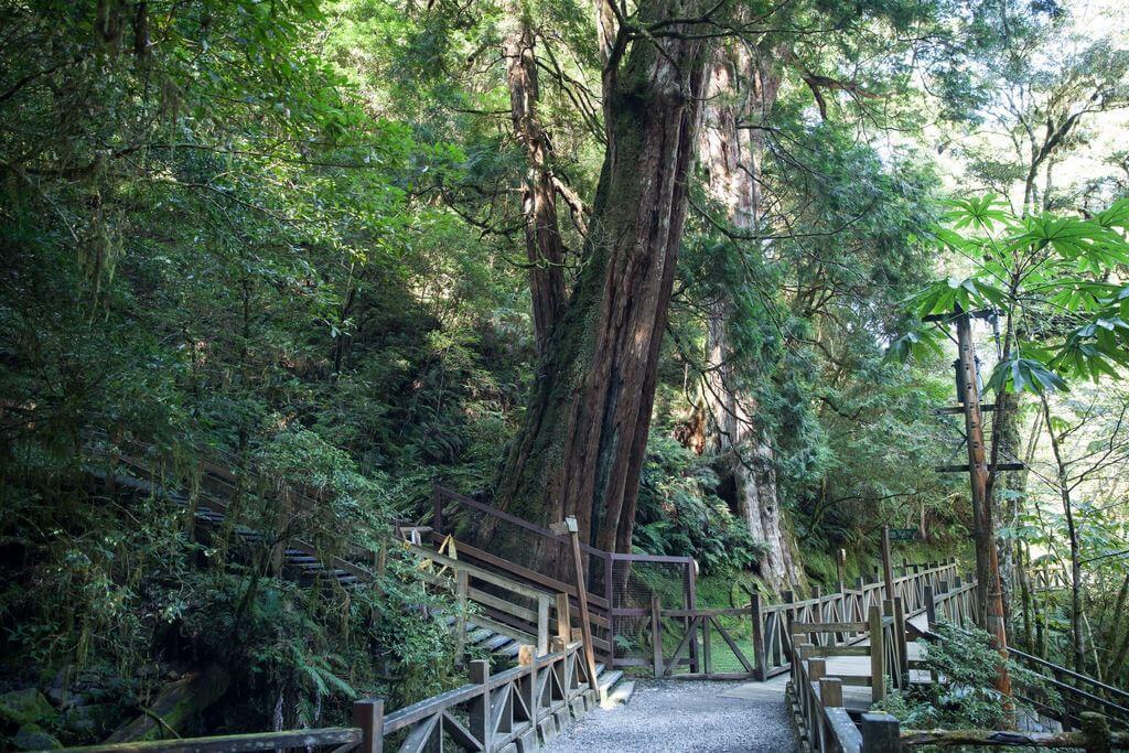 桃園拉拉山神木群森呼吸一日遊 Tyu01t0005 怡容國際旅行社bts旅遊網 五倍券國旅券行程優惠 安心防疫旅遊 台灣觀巴